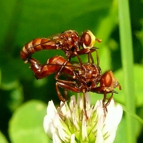 Lenktapilvė musė nuotrauka