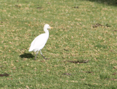 Bubulcus ibis