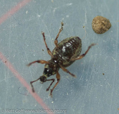 Otiorhynchus singularis