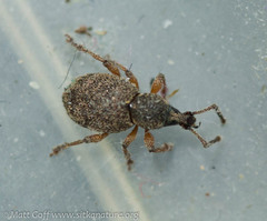 Otiorhynchus singularis