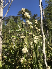 Baccharis sagittalis