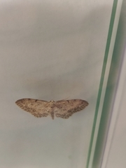 Idaea incisaria