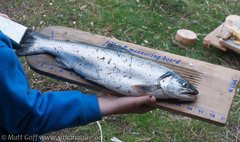 Salvelinus malma