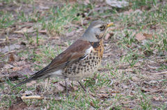Turdus pilaris