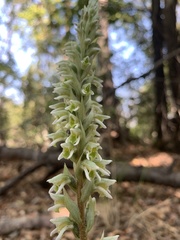 Brachystele unilateralis