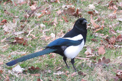Pica pica