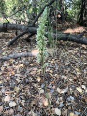 Brachystele unilateralis