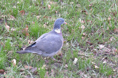 Columba palumbus