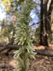 Brachystele unilateralis