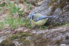 Cyanistes caeruleus