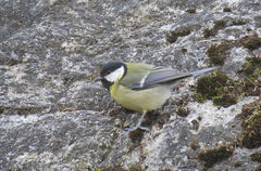 Parus major