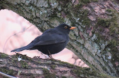 Turdus merula