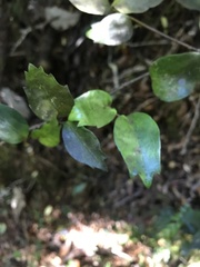 Griselinia
