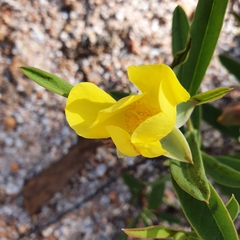 Hibbertia longifolia