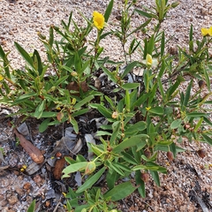 Hibbertia longifolia