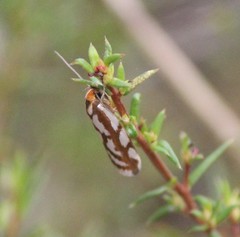 Myrascia bracteatella