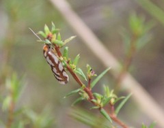 Myrascia bracteatella