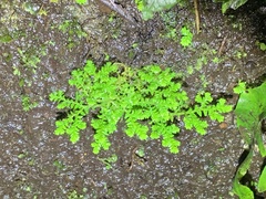 Selaginella aristata