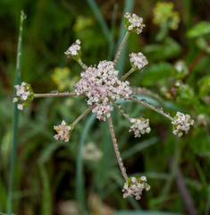 Lomatium orientale