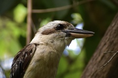 Dacelo novaeguineae novaeguineae