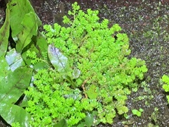 Selaginella aristata
