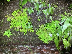 Selaginella aristata