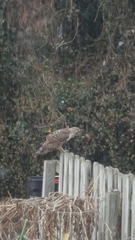 Buteo jamaicensis
