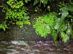 Selaginella aristata