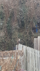 Buteo jamaicensis