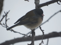 Junco hyemalis montanus