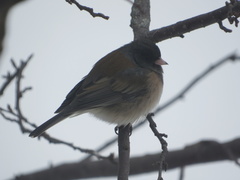 Junco hyemalis montanus