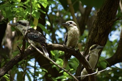 Dacelo novaeguineae novaeguineae