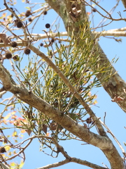 Viscum liquidambaricola