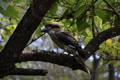 Dacelo novaeguineae novaeguineae