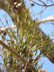 Viscum liquidambaricola