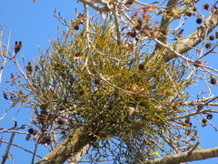 Viscum liquidambaricola