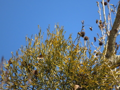 Viscum liquidambaricola