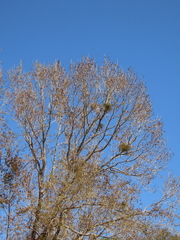 Viscum liquidambaricola