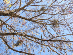 Viscum liquidambaricola