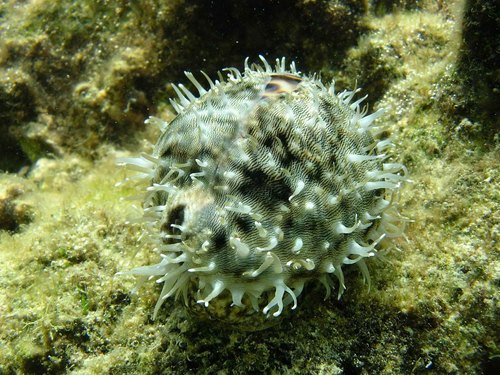 Tiger cowrie