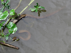 Mesotes strigatus