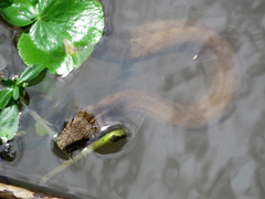 Mesotes strigatus