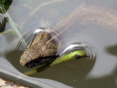 Mesotes strigatus