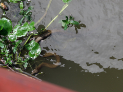 Mesotes strigatus