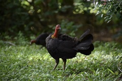 Alectura lathami lathami