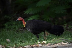 Alectura lathami lathami