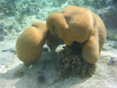 Hydnophora microconos