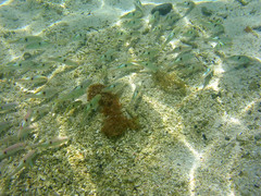 Parupeneus pleurostigma