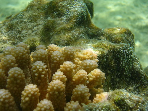 Acropora globiceps