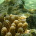 Acropora globiceps